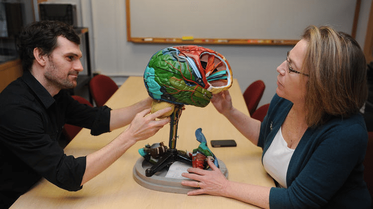 a person holding the base of a full-size brain model